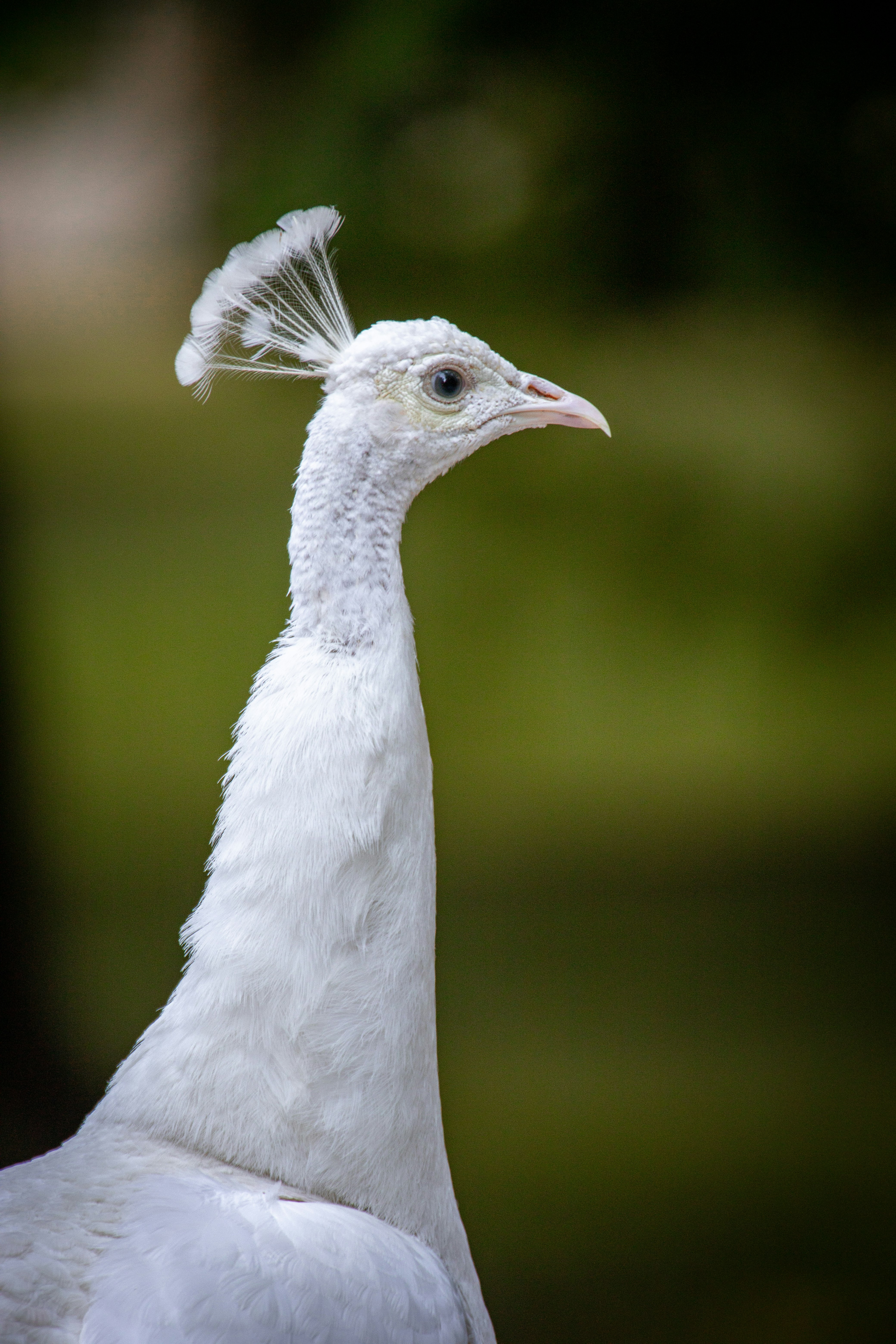 white bird in close up photography